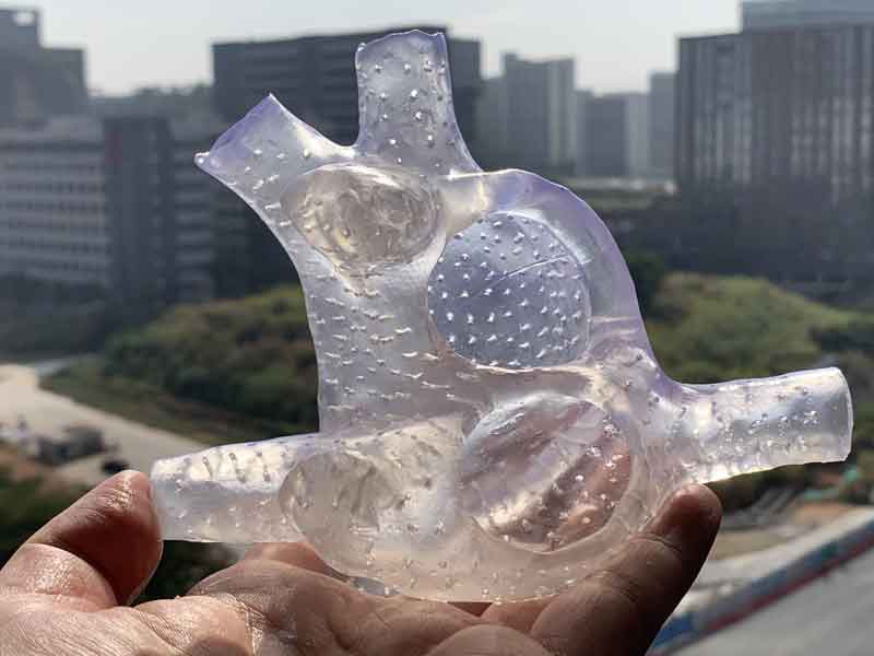 CLEAR FLEXIBLE HEART MODEL